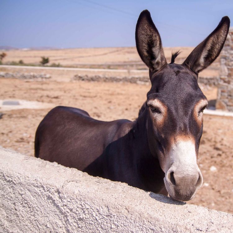 cover art for Feeling Mulish--The Will of the Empress Ch. 8