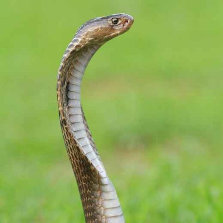 cover art for Speaking of Dead Things--Battle Magic Ch. 13