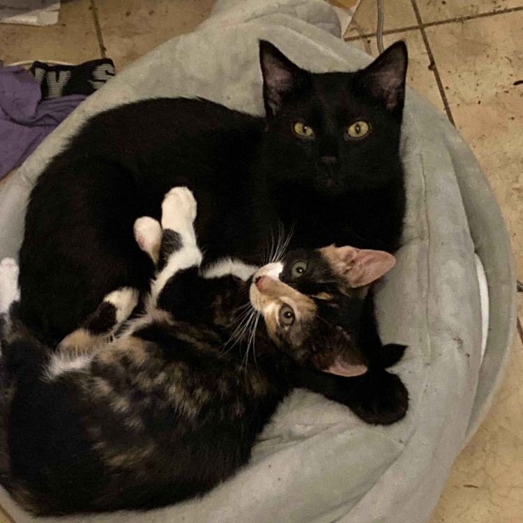 cover art for The Tangential Episode