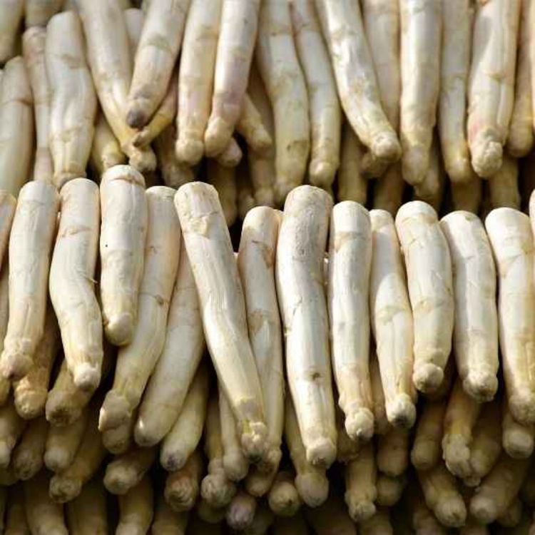 cover art for Loathsome Lane--The Reptile Room Ch. 1