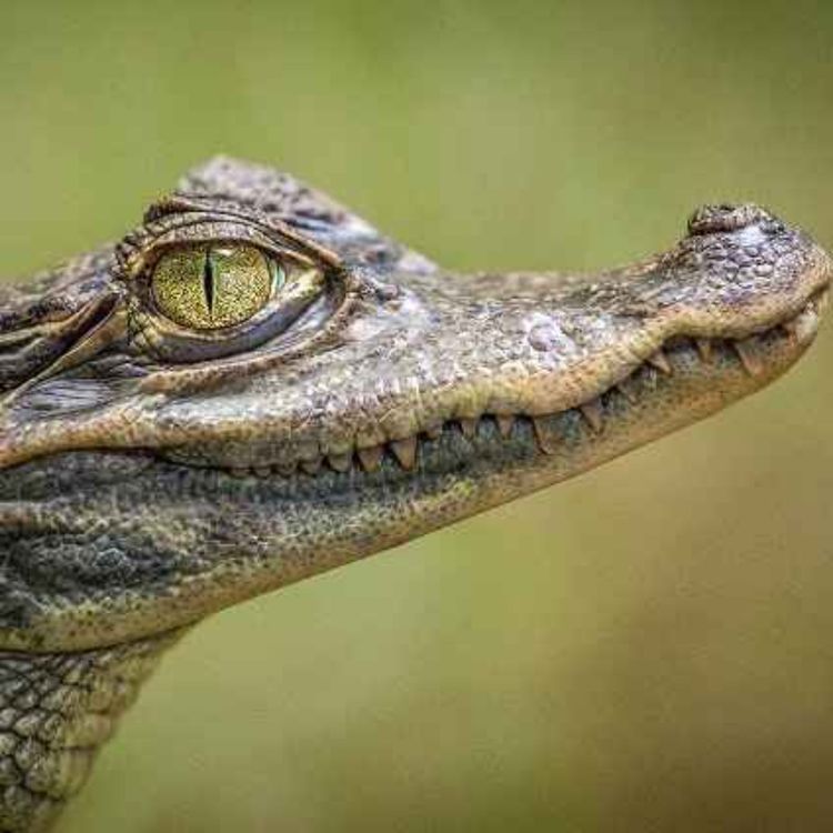 cover art for The Vicious Viper--The Reptile Room Ch. 2