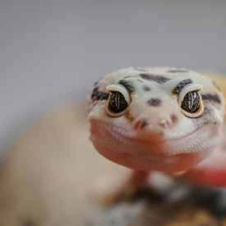 cover art for The Virtuous Viper--The Reptile Room Ch. 3