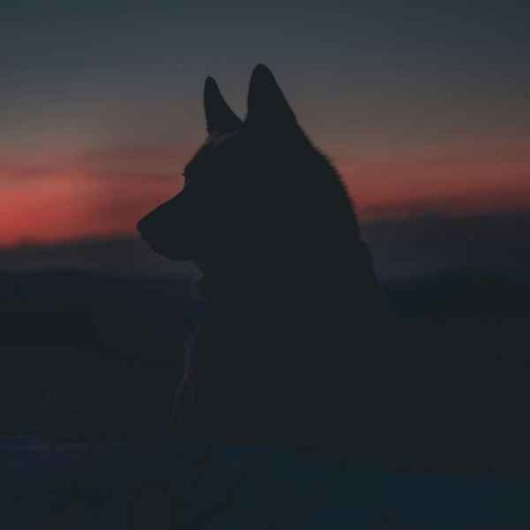 cover art for Dangerous Animals--The Reptile Room ch. 10