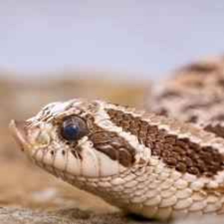 cover art for Grateful for Outtakes