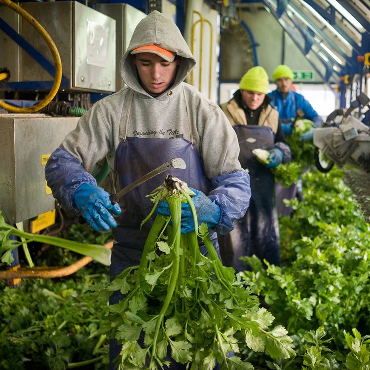 cover art for Britons have a change of heart on immigration