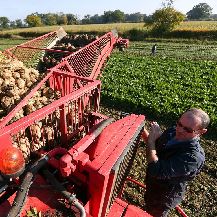 cover art for Brexit case study: British Sugar