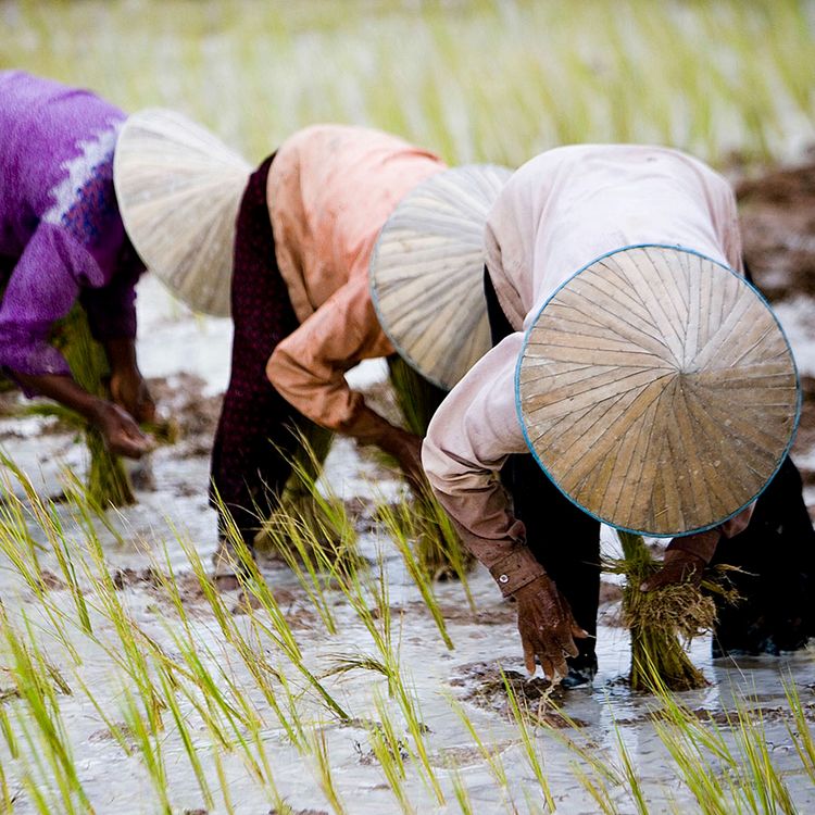 cover art for Cambodia falls for China's corporate embrace