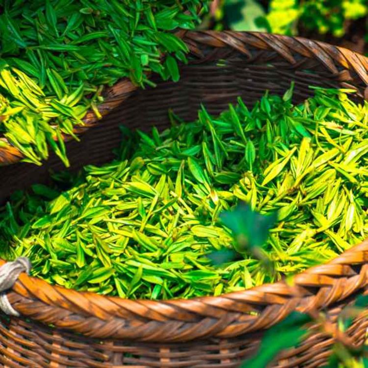 cover art for Ocha. Té.