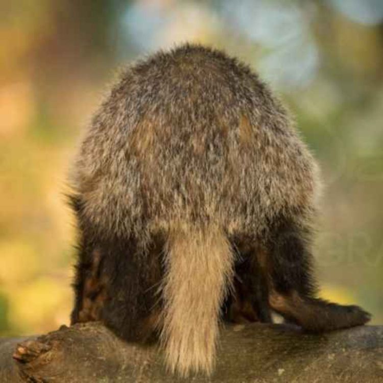 cover art for Competency Ss8Ep#5