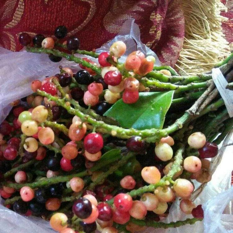 cover art for Tujuan dan Manfaat Menjalani Hidup Asketik