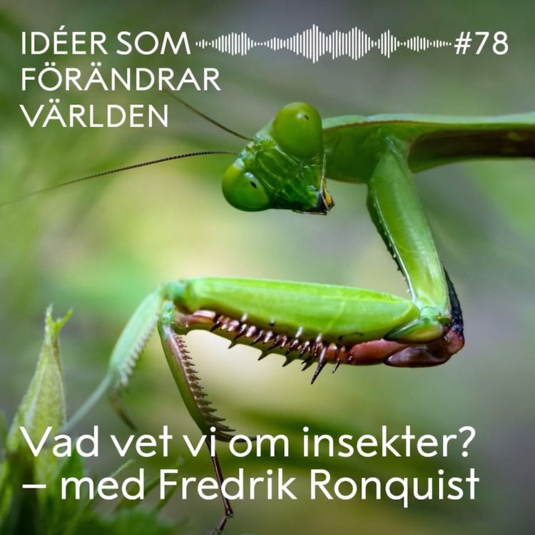 cover art for Vad vet vi om insekter? – med Fredrik Ronquist