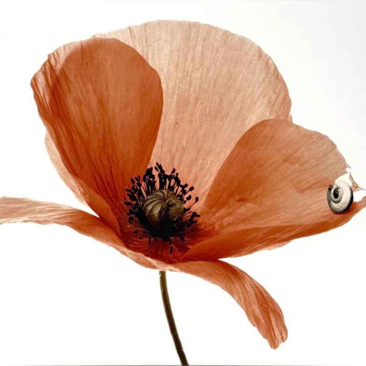 cover art for Les tableaux photographiques de Denis Brihat