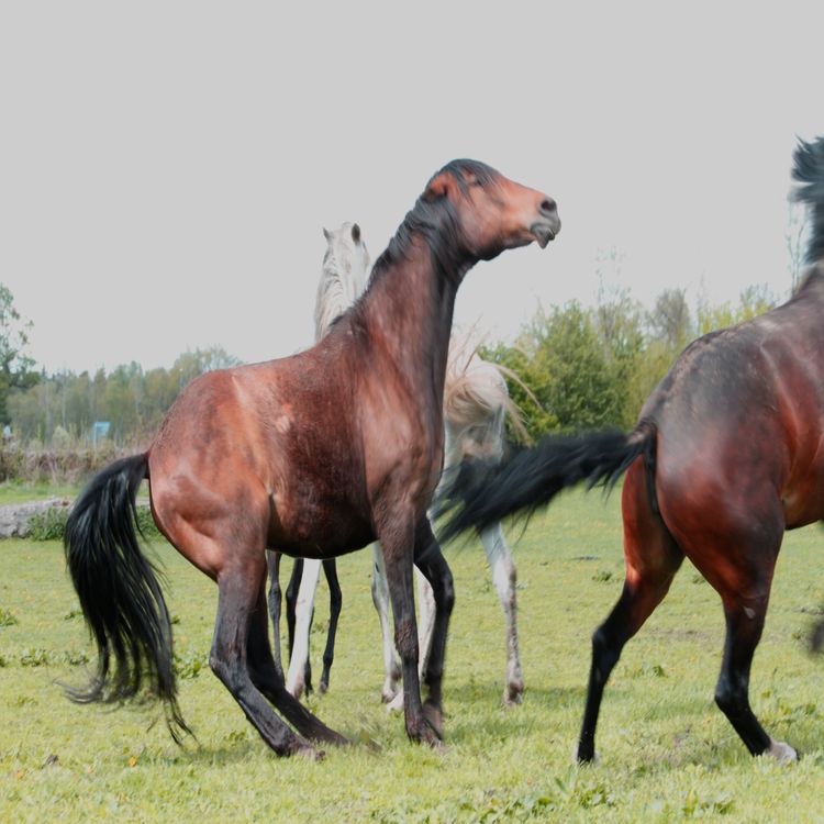 cover art for Gubben Med Hatten #22 - Frågor från en klok elev – Tydlig, trygg eller tyrann?