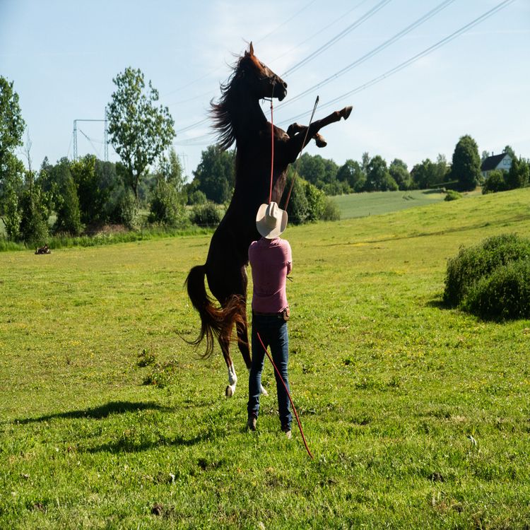 cover art for Gubben Med Hatten #23 - Lastakuten & Hingstar. När hästen säger nej – och menar det