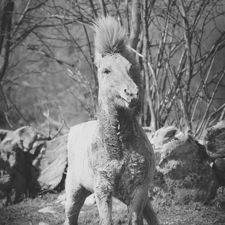 cover art for Gubben Med Hatten #29 - Det stora skrämmande avsnittet om rädsla