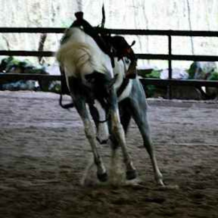 cover art for Gubben Med Hatten #31 - Trauma hos hästar – och vägen tillbaka