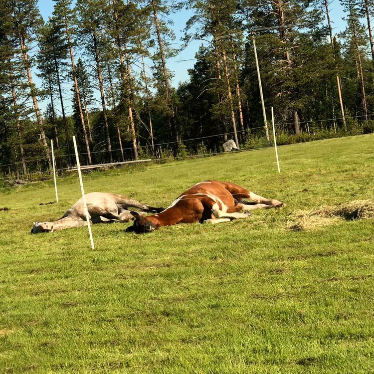 cover art for Gubben Med Hatten #36 - đïž SnabbspĂ„ret till stress â den osynliga utbildningsskulden