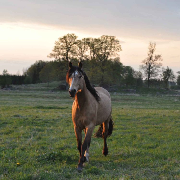 cover art for Gubben Med Hatten #41 - När Rädsla Blir Livsstil – Om Hingstbeteende, Veterinärvård och Förlorad Tillit