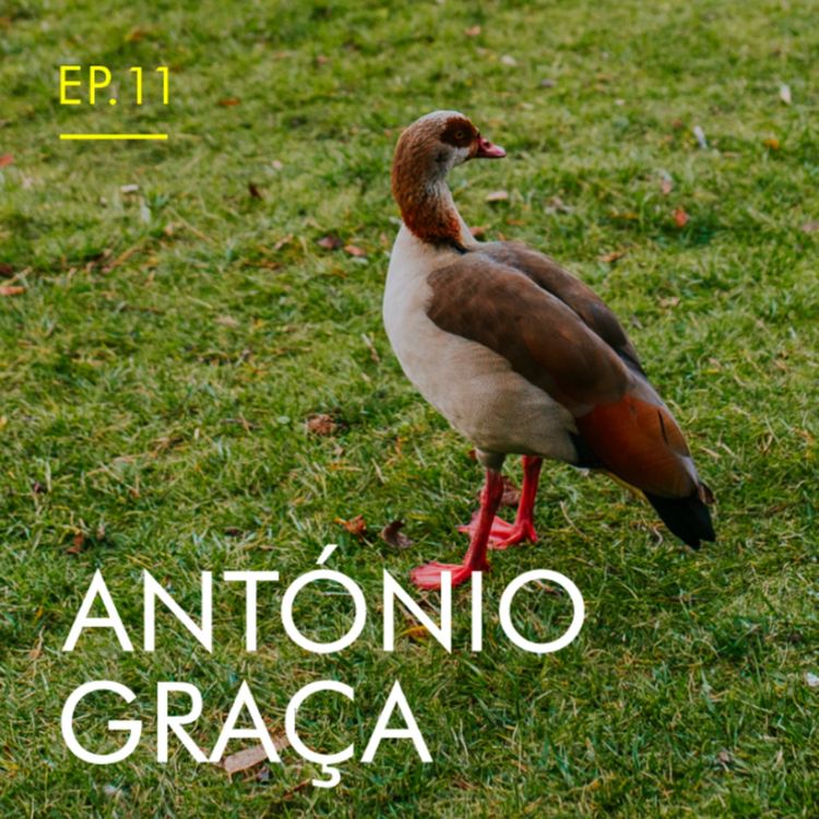 cover art for O jardim, pela voz do seu jardineiro