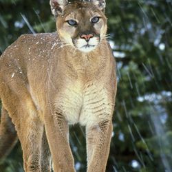 cover art for CottonMouth Crew