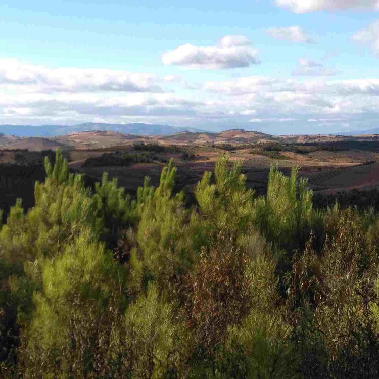 cover art for A funny afternoon