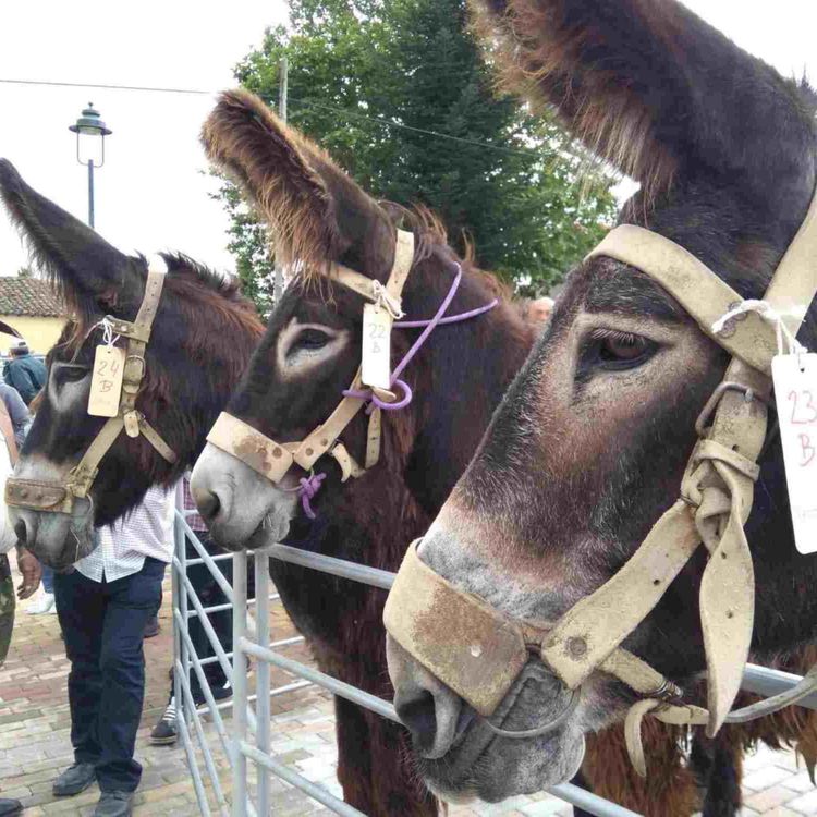 cover art for The journey