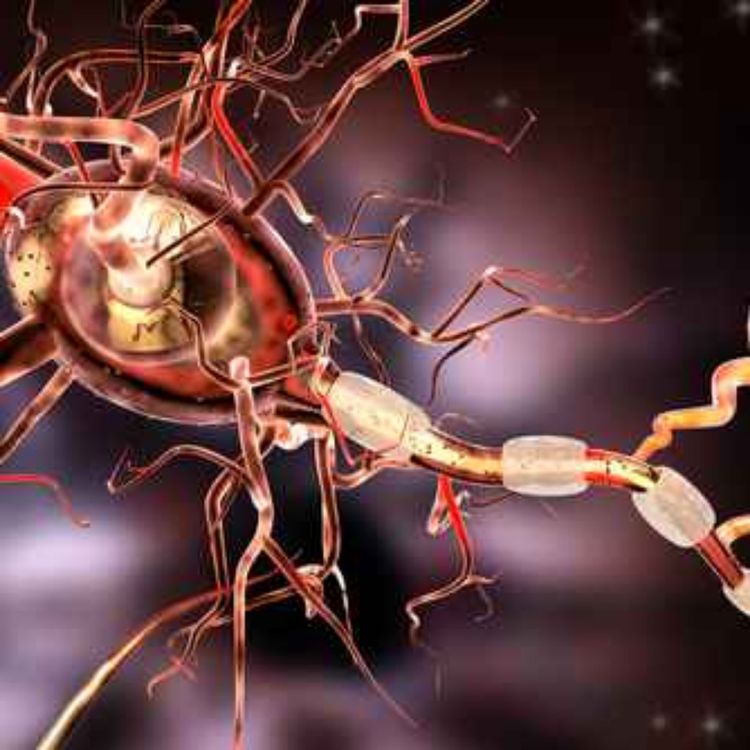 cover art for ام اس; وراثت یا محیط