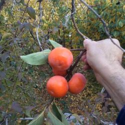 cover art for The Sound of Barbod