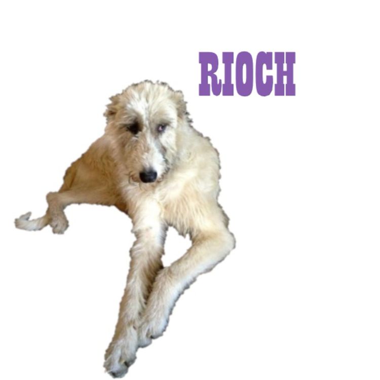 cover art for 'Och, Rioch'