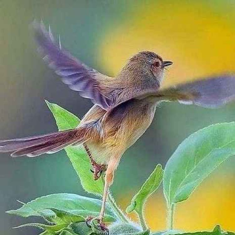 cover art for The crucial early years, The Waldorf/Steiner kindergarten