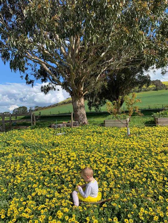 cover art for  Steiner Education Explained