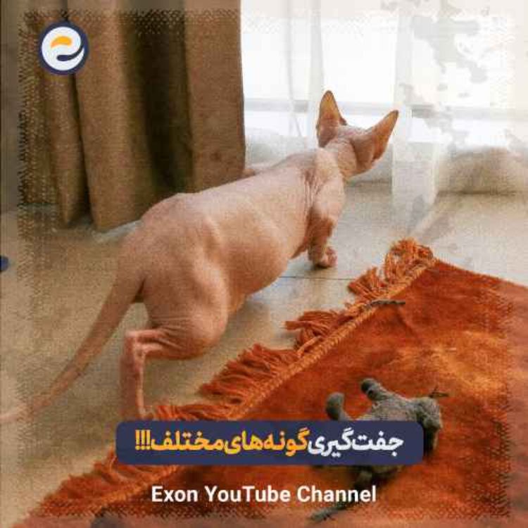 cover art for آیا گونه های مختلف حیوانات می‌توانند با هم جفت‌گیری کنند؟