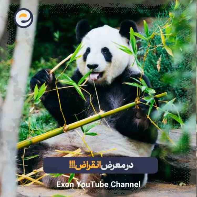 cover art for حقایق باورنکردنی که جلوی انقراض پانداها رو میگیره!