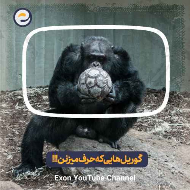 cover art for گوریل ها، حیواناتی که میتونن با انسان ارتباط برقرار کنن!