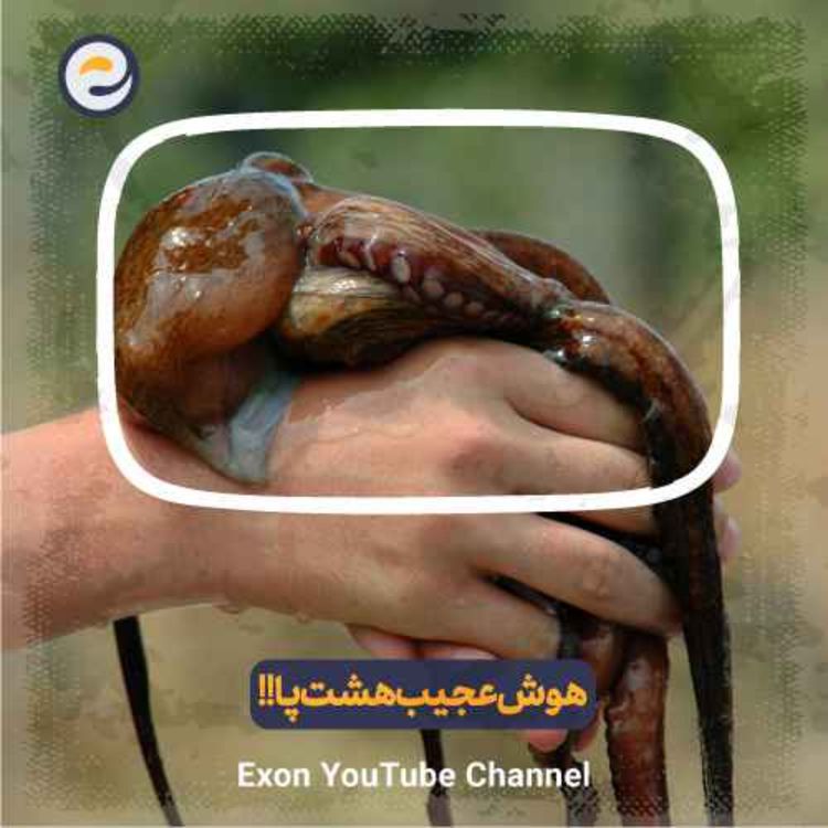cover art for حقایق باورنکردنی درباره هشت‌پا