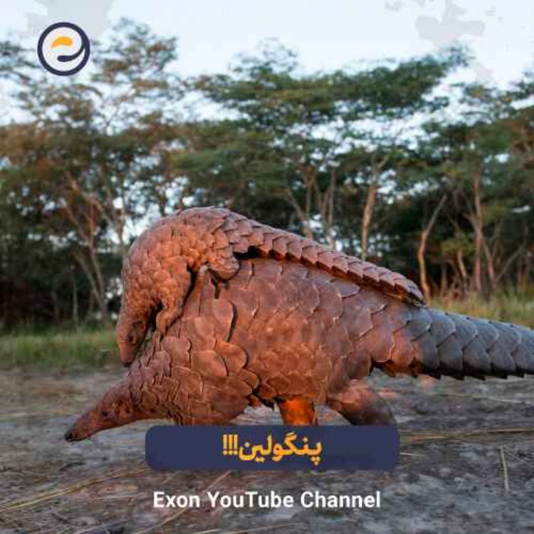 cover art for پنگولین؛ زرهپوشترین حیوان زمین و قربانی قاچاق