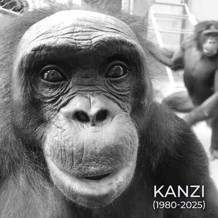 cover art for کانزی میمون نابغه چجوری همه رو شگفت زده کرد  | حیوانی که حرف می‌زد، ابزار می‌ساخت و آشپزی می‌کرد!