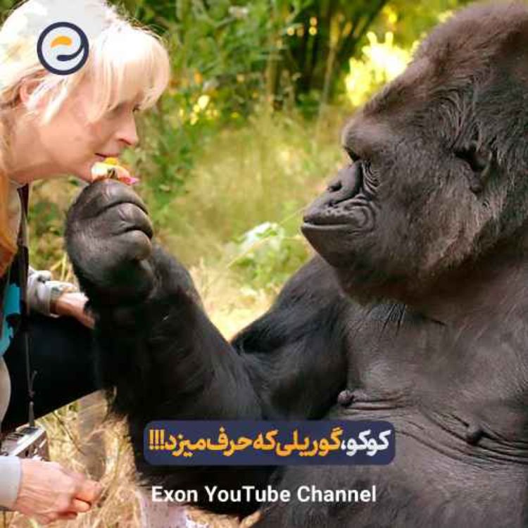 cover art for کوکو؛ گوریلی که با انسان‌ها حرف می‌زد و عاشق بچه گربه ها بود