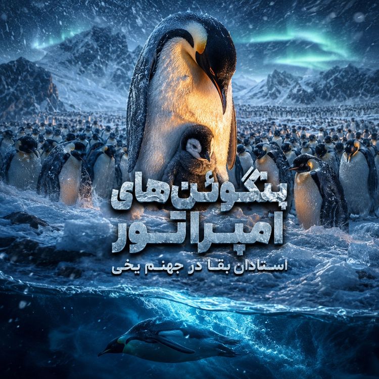 cover art for چطور پنگوئنها در سرمای منفی ۶۰ درجه زنده میمونن؟!
