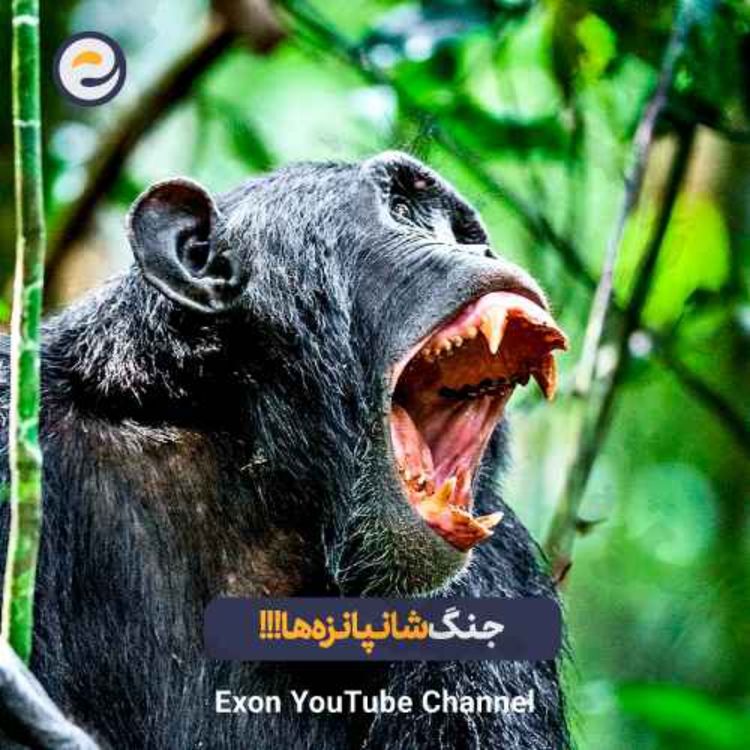 cover art for جنگ خونین شامپانزهها که ۴ سال طول کشید | راز تاریک پارک ملی گمبه!