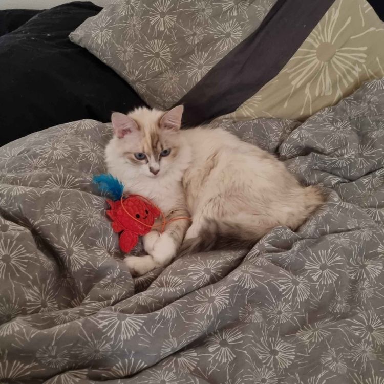 cover art for Requiem Brawlstar All Star