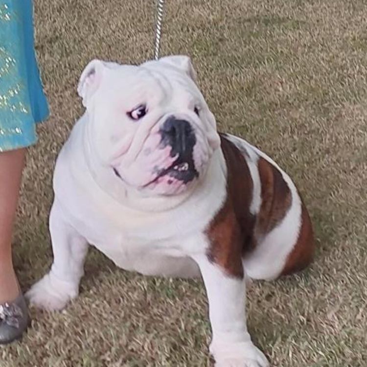 cover art for Kelly And Molly Talk Dogs