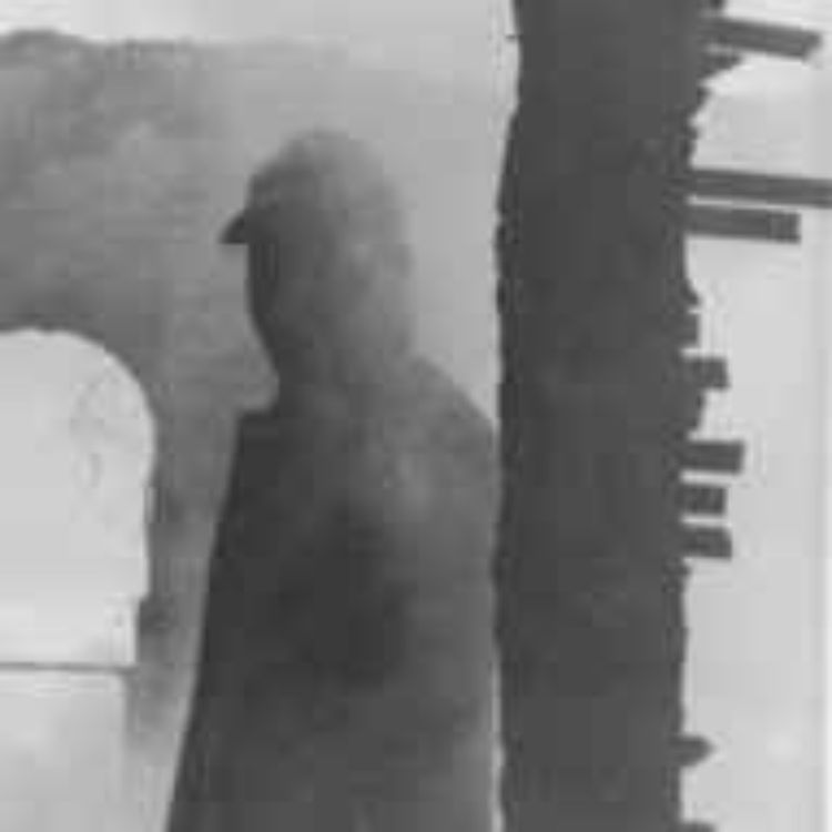 cover art for The Undergrad Killer 