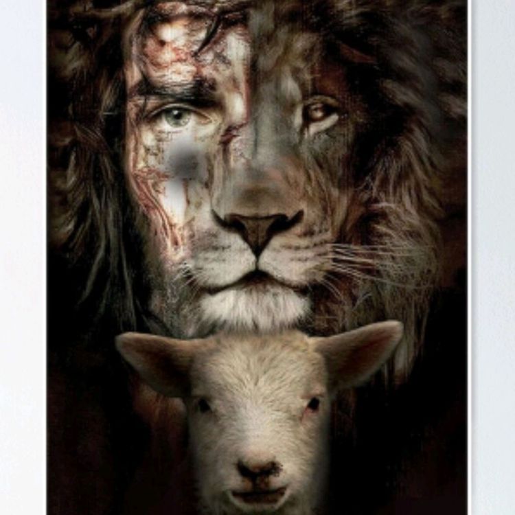 cover art for Un cordero sin evolución 