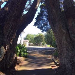 cover art for If walking can keep us from falling