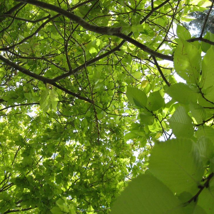 cover art for Variations on a Theme of Surya Namaskar Episode 1