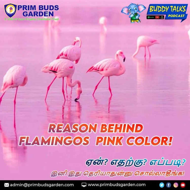 cover art for BUDDY TALKS #podcast | Reason behind Flamingos pink color!