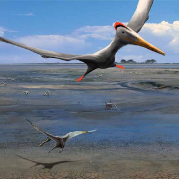 cover art for la Plage aux Ptérosaures de Crayssac