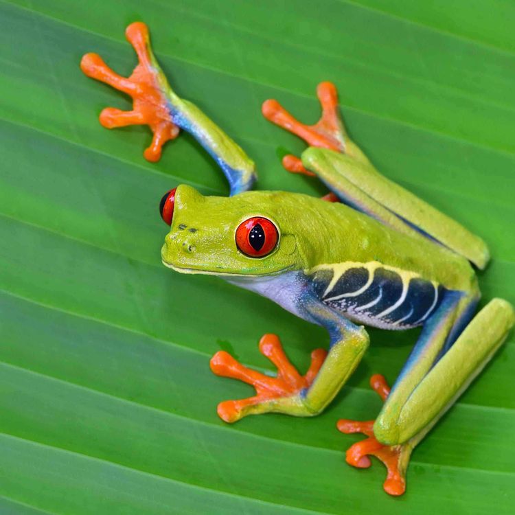 cover art for We The Children - Frogs