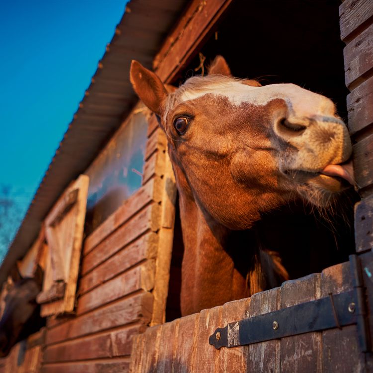 cover art for The Bluster's Day Greenhouse T-shirt H***t